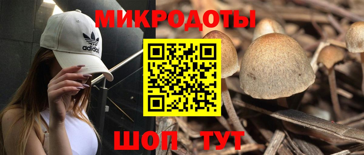 Галлюциногенные грибы Psilocybe Липецк